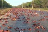 Eles estão indo para o Oceano Índico