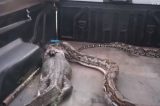 Cobra “cospe” lagarto de 15 quilos ao ser resgatada