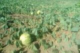 Codevasf inaugura nesta sexta-feira (2) obras de reestruturação e modernização do projeto de irrigação Ceraíma, em Guanambi (BA)