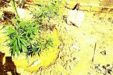 Polícia prende maconha no quintal de residência em Curaçá