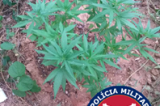 Policia descobre plantio de maconha em Juazeiro