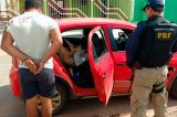 Motorista embriagado é preso ao transportar porco em cadeirinha de bebê; veja vídeo