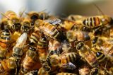 União Europeia proíbe inseticida da Bayer ligado à morte de abelhas