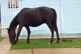 Tornozeleira encontrada na pata de um cavalo no Ceará