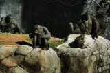 Cinco lições que os chimpanzés podem nos dar sobre política