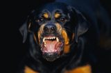 Cachorros estão atacando pessoas na orla de Juazeiro