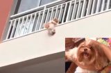 Cadela cai de varanda e é salva por moradores; veja vídeo