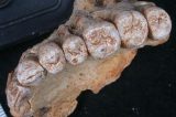 Fóssil descoberto em Israel mostra que Homo sapiens saiu da África antes do que se pensava