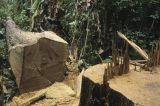 Falência no maior projeto de reflorestamento na Amazônia