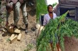 Ações da polícia resultam na apreensão de mais de 46 quilos de drogas em duas cidades baianas