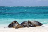 Aquecimento global transforma em fêmeas 99% de uma população de tartarugas marinhas