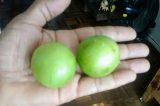Umbu gigante lá, pequeno aqui