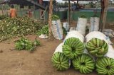 Doença ameaça dizimar bananas pelo mundo – e uma plantação africana busca a resposta