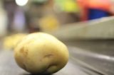 Cientistas desenvolvem ‘plástico’ ecológico feito de batatas