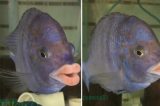 Peixe com ”lábio humano” impressiona