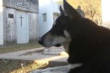 Morre Capitán, cão que velou túmulo do dono por uma década Morre Capitán, cão que velou túmulo do dono por uma década