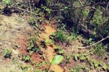 Mineradora norueguesa tinha ‘duto clandestino’ para lançar rejeitos em nascentes amazônicas