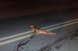 Jacaré é atropelado e morre na Avenida Sete de Setembro em Petrolina