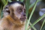 ‘Se matarem macacos, mosquitos vão atrás de sangue humano’: como massacre de primatas é tiro no pé contra febre amarela