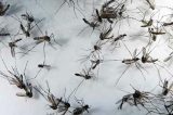 Pernambuco registra 149 casos de zika, dengue e chicungunha na 1ª quinzena de 2019