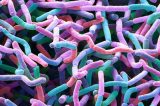 Novo antibiótico encontrado na ‘poeira’ é capaz de combater superbactéria