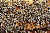 Polo de apicultura do Médio São Francisco baiano recebe suporte da Codevasf