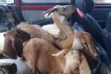 Moradores de Santa Brígida-BA são flagrados com animais roubados, em Paulo Afonso-BA