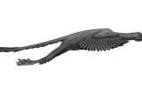 Cientistas descobrem que famosa espécie de dinossauro era capaz de voar