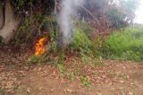 Polícia Militar erradica mais de 2 mil pés de maconha no Sertão de Pernambuco