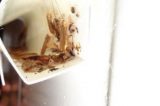 Barata na pizza faz vistoria encontrar insetos e fezes em cozinha de restaurante