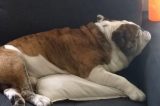 Cachorro é levado por bandido armado na Bahia