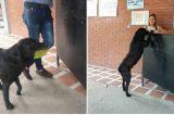 Cão vê alunos comprando lanche em cantina e entrega folha para ganhar biscoito