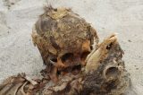 Cientistas descobrem no Peru vestígios do maior sacrifício de crianças da História