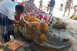 O trágico destino de milhares de elefantes usados em rituais e turismo na Índia