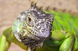 Por que os lagartos têm um ‘terceiro olho’