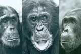 Os motivos por trás da Guerra dos Chimpanzés, a única registrada entre animais