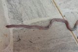 Cobras invadem casas em Uauá colocando em risco vidas de crianças e adultos