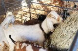 Iniciativa do IRPAA estimula Caprinovinocultura durante a Fenagri 2018