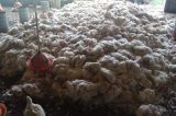 Granjas ficam sem alimentos e 50 mil frangos morrem na Bahia