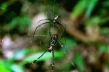 Como DNA de aranha mostra evolução das florestas brasileiras em 5 milhões de anos