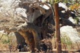 Mortes misteriosas de árvores antigas que são ícones da savana africana intrigam cientistas