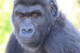 Zoológico descobre que gorila criado por quase 7 anos como macho é, na verdade, fêmea