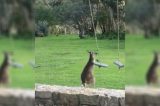 Este canguru ‘brigando’ com um balanço é a verdadeira definição de ‘tentar subir na vida’