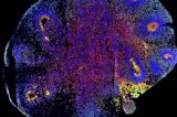 Criados em laboratório por brasileiros, minicérebros ajudam a entender o cérebro humano