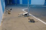 Gatos nas covas do cemitério de Juazeiro