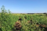 Nove toneladas de maconha são erradicadas em plantação na cidade de Abaré