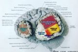 A cientista que usa sushi para explicar o funcionamento do cérebro A cientista que usa sushi para explicar o funcionamento do cérebro