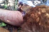 Socorristas arrancam cabeça de urso para liberar perna mordida de homem