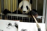 Urso panda faz sucesso na internet pintando quadros