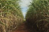 Plantadores de cana denunciam calote bilionário das usinas de açúcar e álcool